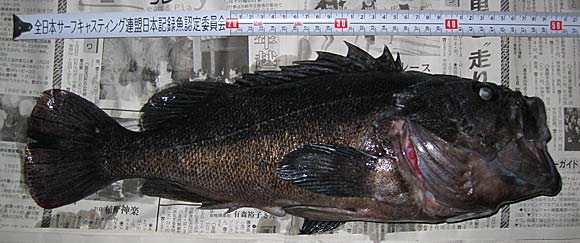 拓寸50.0cmのクロソイ